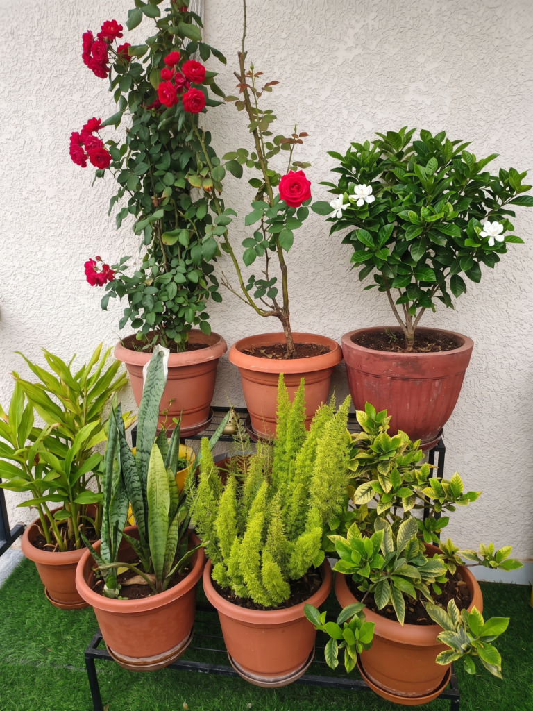 A detailed view of a multi-tier black metal vertical plant stand on an urban patio, showcasing an organized collection of thriving potted plants including climbing red roses, a lush gardenia bush with white flowers, a variegated snake plant (Sansevieria), a feathery asparagus fern, and other green foliage against a stucco wall.